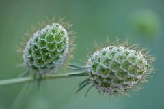 DSCF6876
