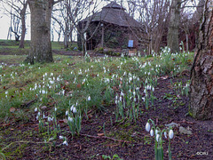 It's snowdrop time under the oaks