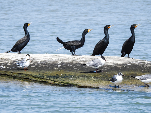 Day 3, Double-crested Cormorants, Aransas boat trip