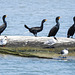 Day 3, Double-crested Cormorants, Aransas boat trip