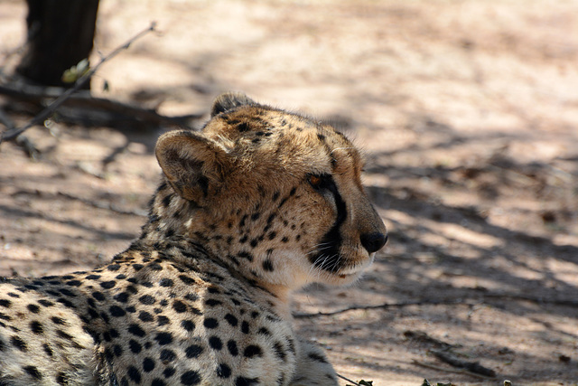 Namibia, The Okonjima Nature Reserve, Portrait of a Cheetah in Profile