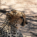 Namibia, The Okonjima Nature Reserve, Portrait of a Cheetah in Profile