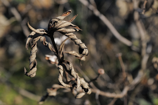 Cistus ladanifer, Poesia da Terra Sedenta