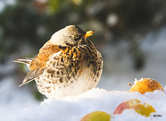 Fieldfare