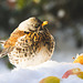 Fieldfare
