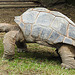 20210709 1553CPw [D~OS] Aldabra-Riesenschildkröte, Zoo Osnabrück