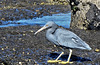 Reef Heron