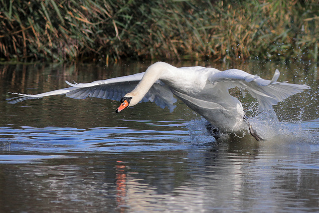 EOS 90D Peter Harriman 09 36 37 73498 swan dpp