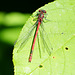 Frühe Adonislibelle ♀