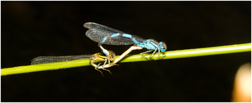 EF7A3986 Damselfly