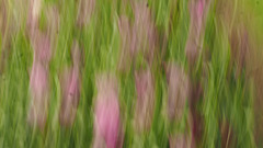 Spring Haze