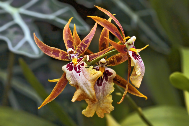 Brown Epidendrum Orchids – Conservatory of Flowers, Golden Gate Park, San Francisco, California