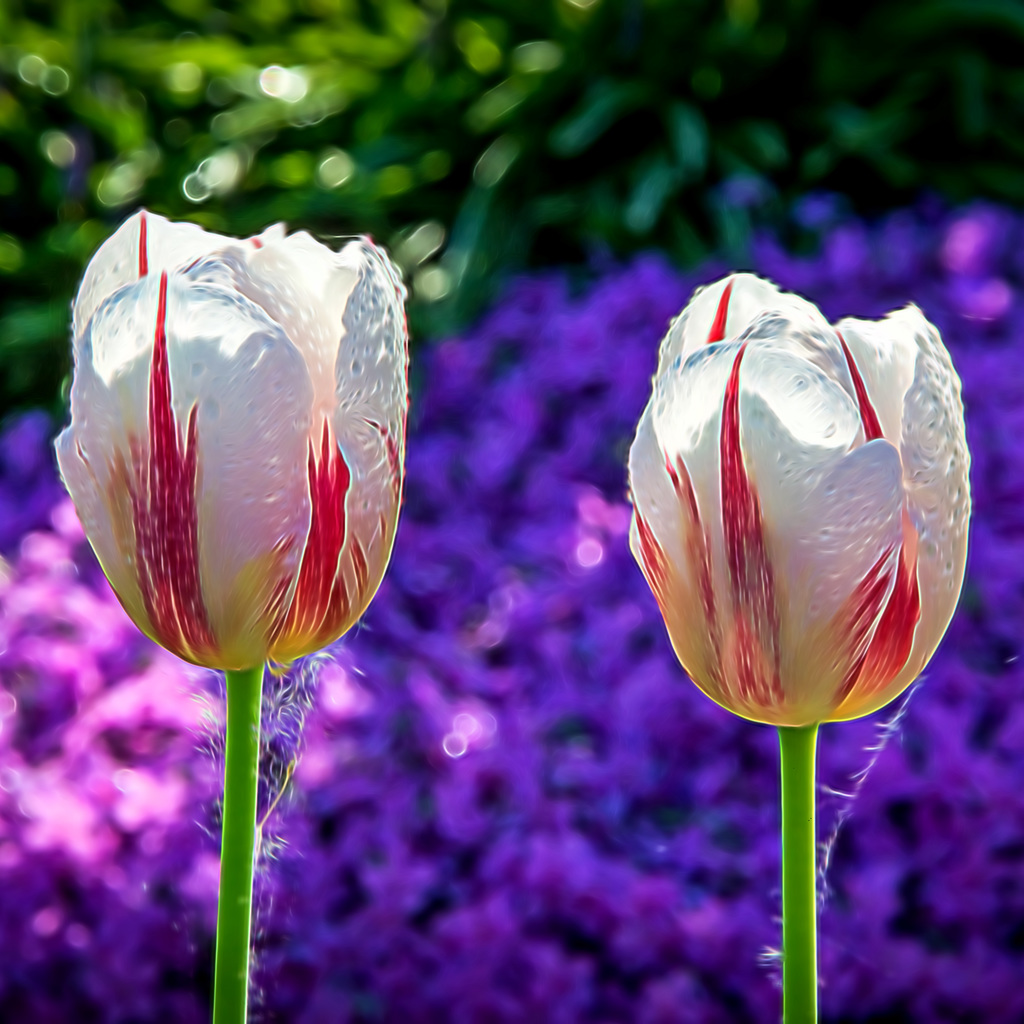 2 Tulpen (1)