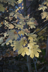 les couleurs de l'automne dans le Beaujolais