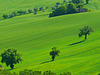 Grüne Schatten