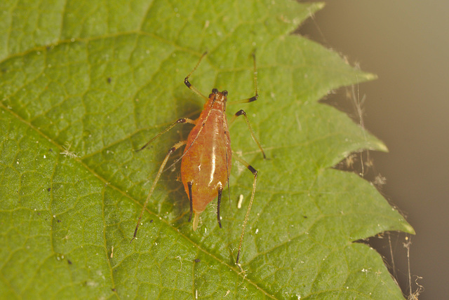 EF7A8631aphid