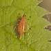 EF7A8631aphid