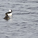 Bufflehead