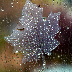 Leaf Decal with Water Drops