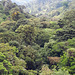 Dense cloud forest