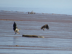 Juvenile bald eagles