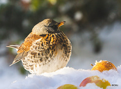 Fieldfare