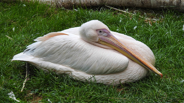 20210709 1554CPw [D~OS] Rosapeleikan, Zoo Osnabrück