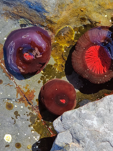 Waratah anemone