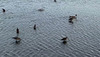 Black-tailed godwits