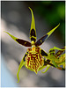 Orchidée Brassia (ou Araignée)