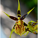 Orchidée Brassia (ou Araignée)
