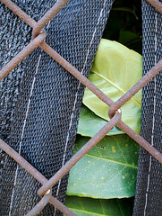 Captured - Happy Fence Friday