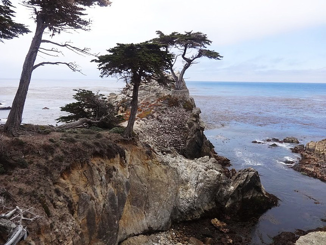 06 MONTEREY-The Lone Cypress