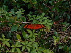 DSCN6083 - borboleta Julia ou labareda Dryas iulia alcionea, Heliconiinae Nymphalidae Lepidoptera