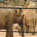20170928 3145SP-V [D~OS] Asiatischer Elefant, Zoo, Osnabrück
