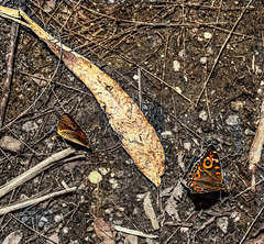 Butterflies
