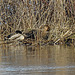 20180407 3683CPw [D~LER] Stockente, Holtgaster See, Holtgasten