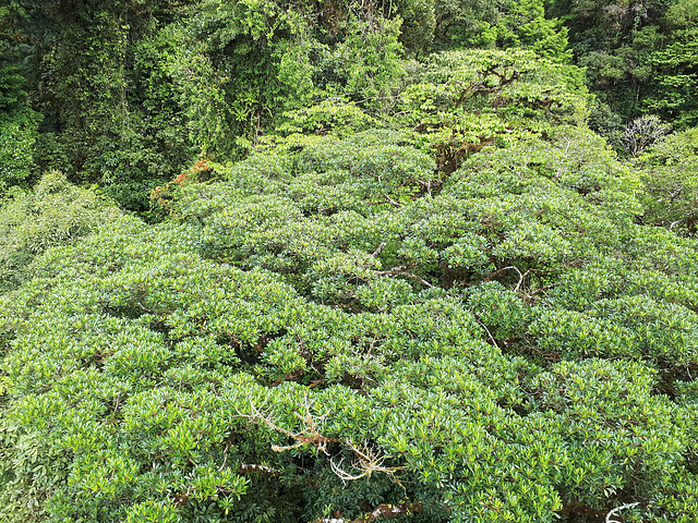 Lush greenness