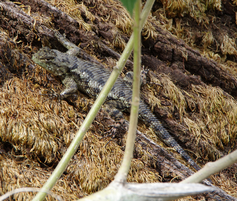 Spiny-tail Lizard