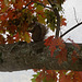 American red squirrel in oak tree