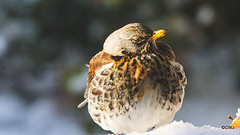Fieldfare