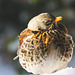 Fieldfare