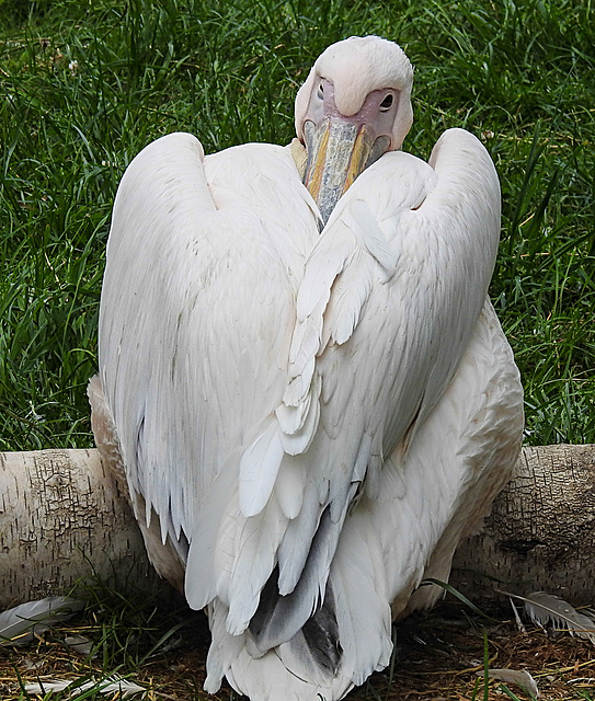 20210709 1555CPw [D~OS] Rosapeleikan, Zoo Osnabrück