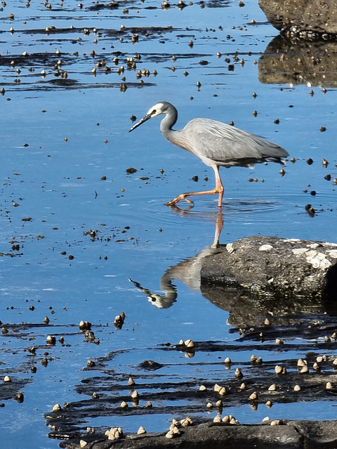 White faced heron