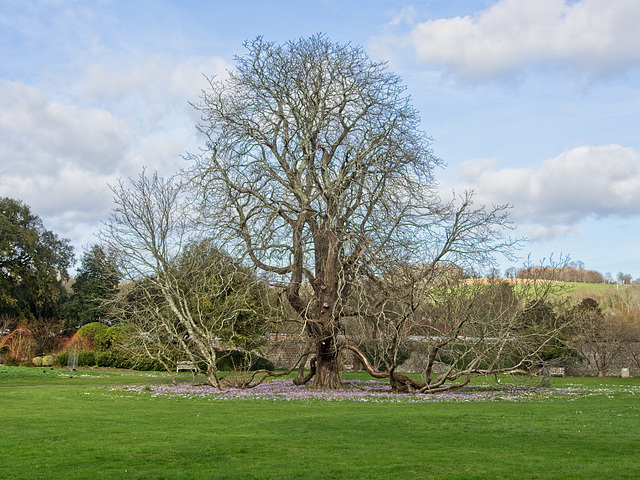 West Dean Gardens