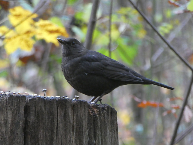 Amsel auf einem Baumstumpf