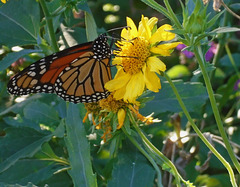 FIRST MONARCH OF THIS YEAR 30th SEPT 24