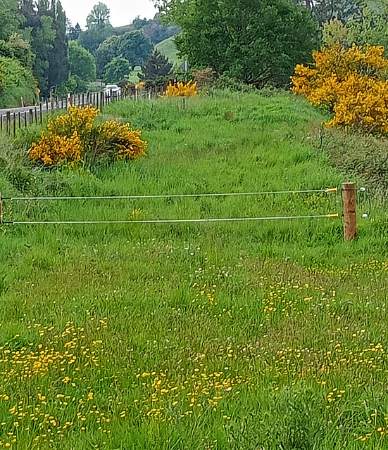 Summer Landscape.