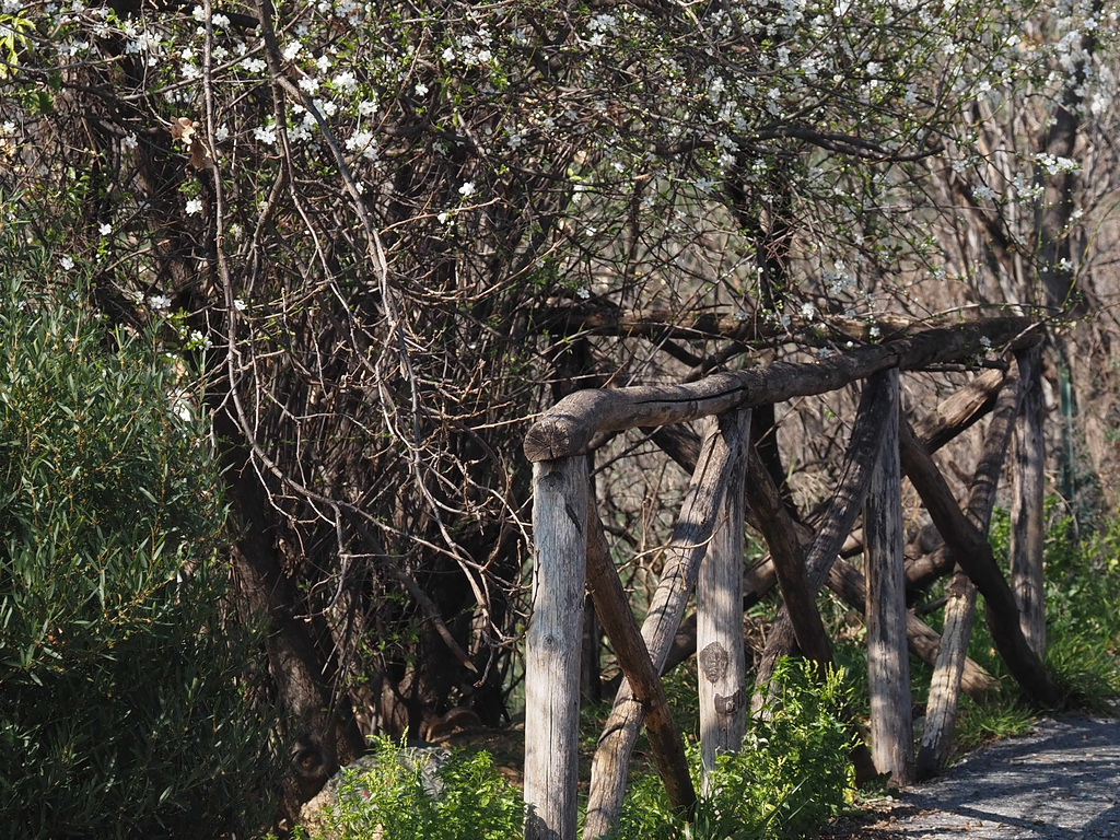 fenced spring ;-)