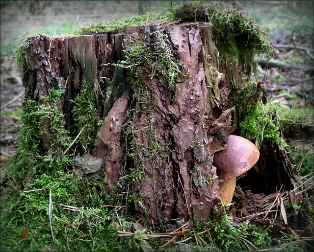 10-Week Picture Projects: TREES, Wk 5 (Feb 02-08): Tree Bark